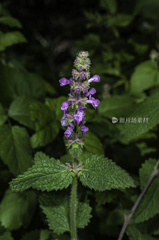 Stachys bullata是一种有花植物，在薄荷科已知的共同名称加利福尼亚树篱，蒙特利县，加州牧场公园。唇形科